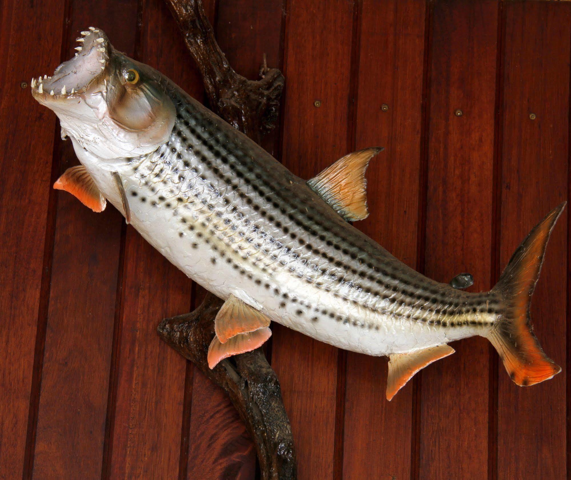 Shayamoya Tiger Fishing And Game Lodge Pongola Eksteriør billede